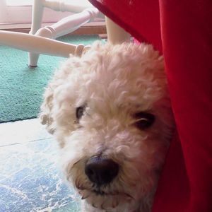 Meet your Posher, Dave